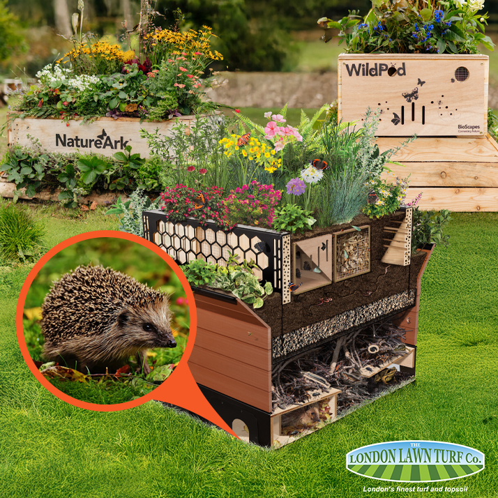 LondonLawnTurf's tweet photo. It’s BHPS Hedgehog Awareness Week! @BioScapesUK specialist planters create safe nesting homes and food-rich micro-ecosystems, restoring habitat and helping reverse Britain’s urban hedgehog decline. #BHPS #HedgehogAwarenessWeek #Hedgehog #Landscaping #LLTC #LondonLawnTurf https://t.co/8tZT1iD72v