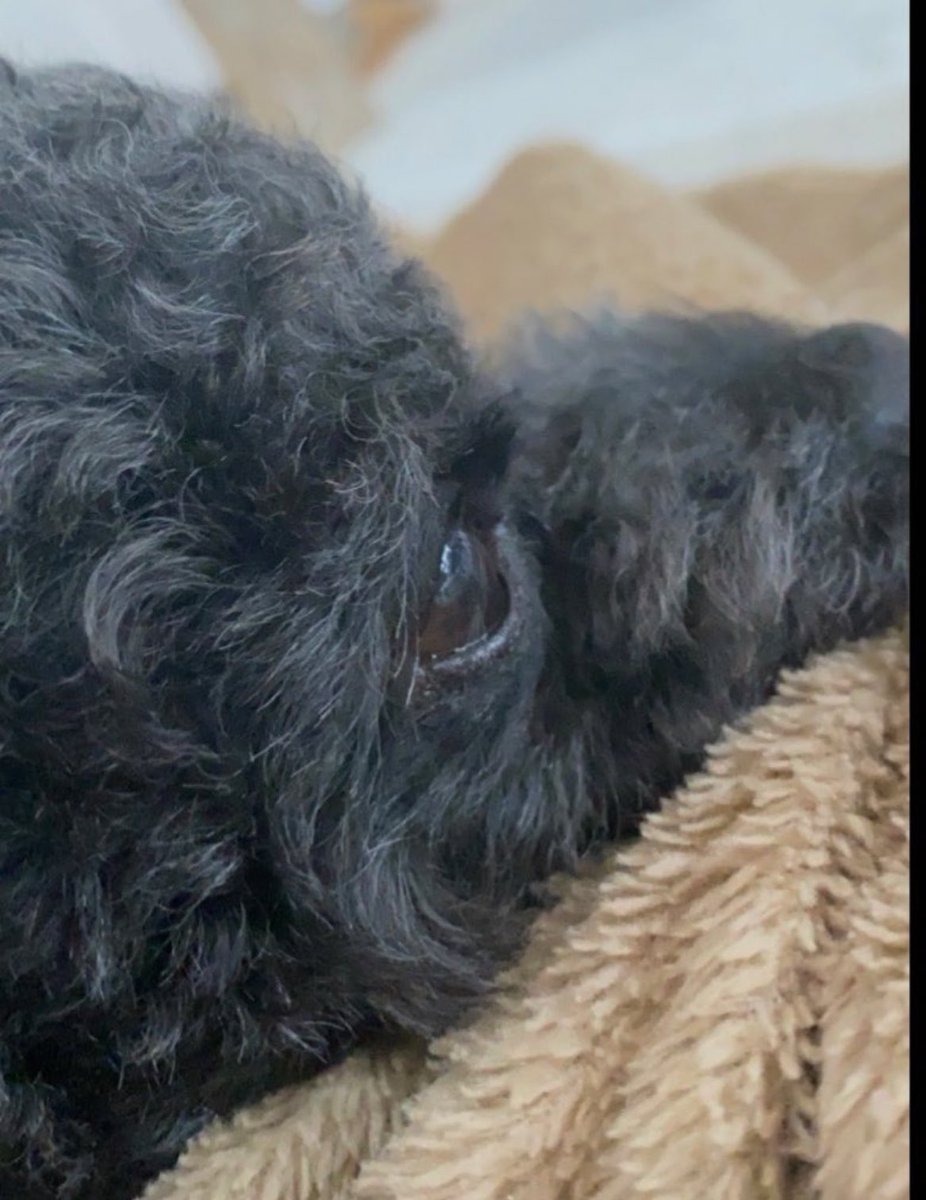 mosubuna's tweet photo. 愛犬アカウント作ってみました🐶
〇トイプードル(13)のもすくん
〇トイプードル×シーズー(3)のぶなくん
フォローしてくださると嬉しいです☺️
#トイプードル  #シーズー #愛犬 https://t.co/NVOmlVG6Kz
