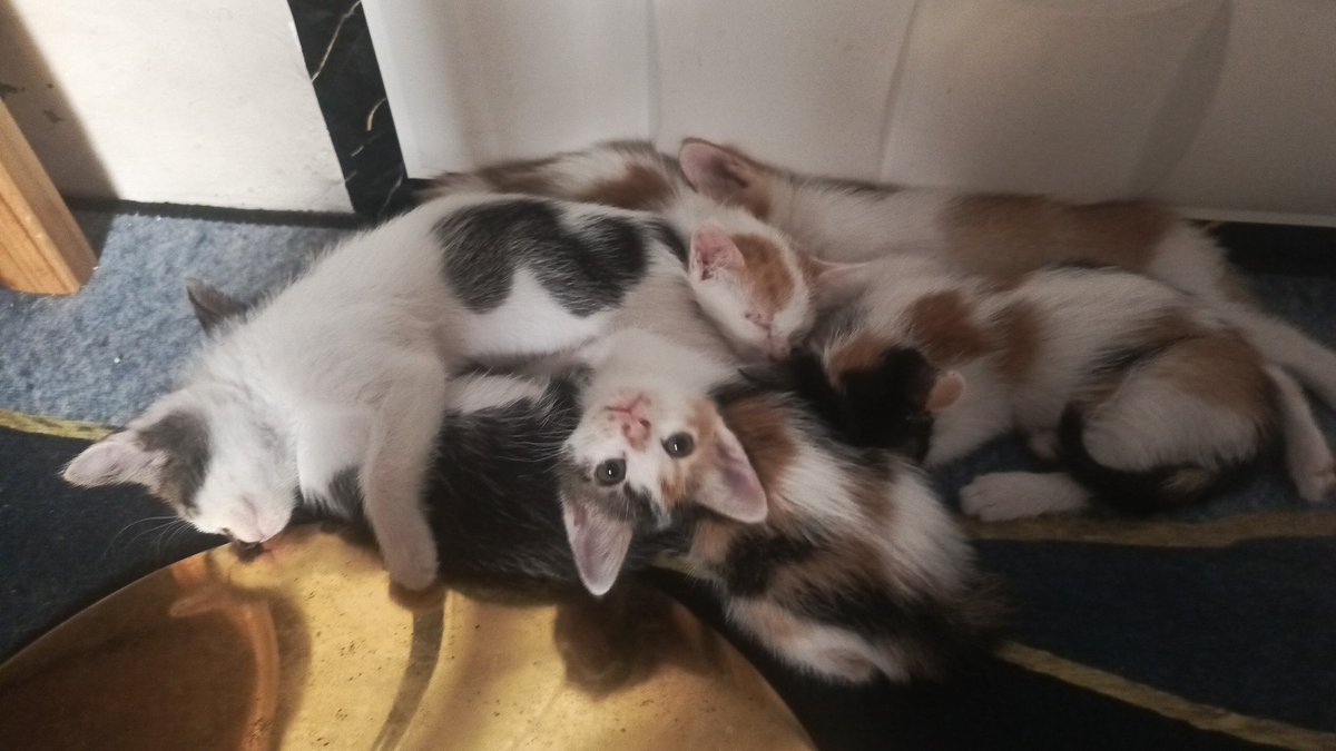 🐱🐱🐱🐱🐱🐱