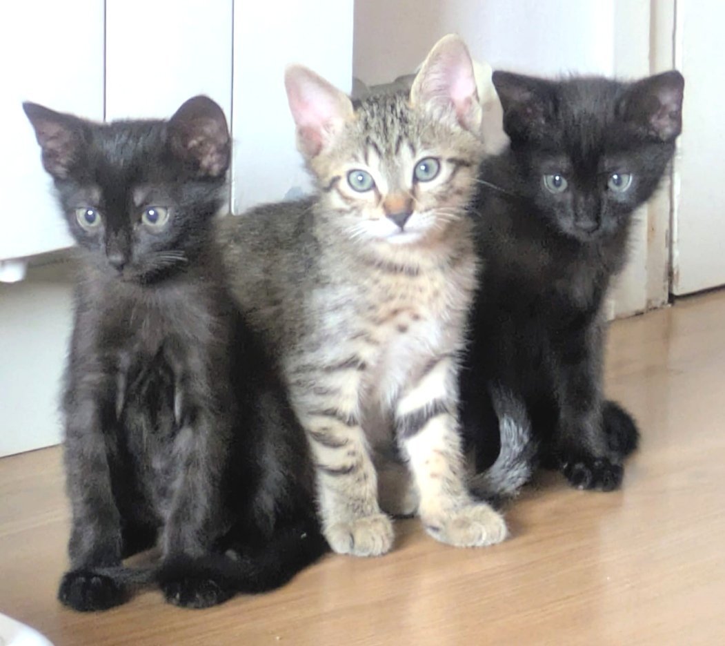 Animals del Maresme 🐾 tweet media