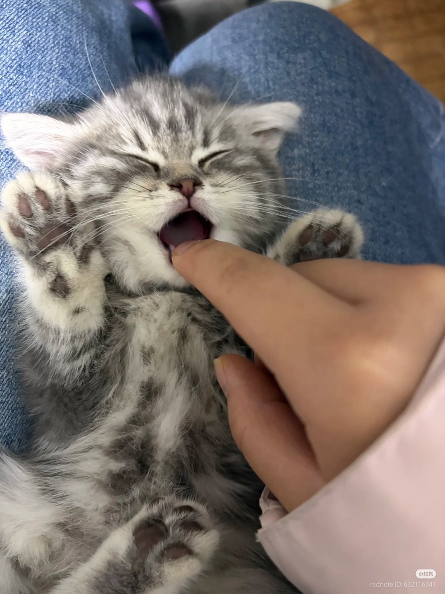 No Context Cats tweet media