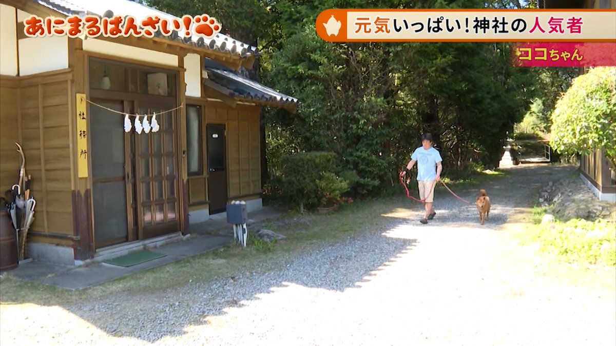 tv_anan's tweet photo. 『あにまるばんざい!』では、ベリーキュートな神社の人気者のわんちゃんをご紹介するニョキ！
お正月に行くと
ご利益をもらえるかもしれないニョキよ！

#テレビあなん
#たけナビ https://t.co/VqG0E3it4S