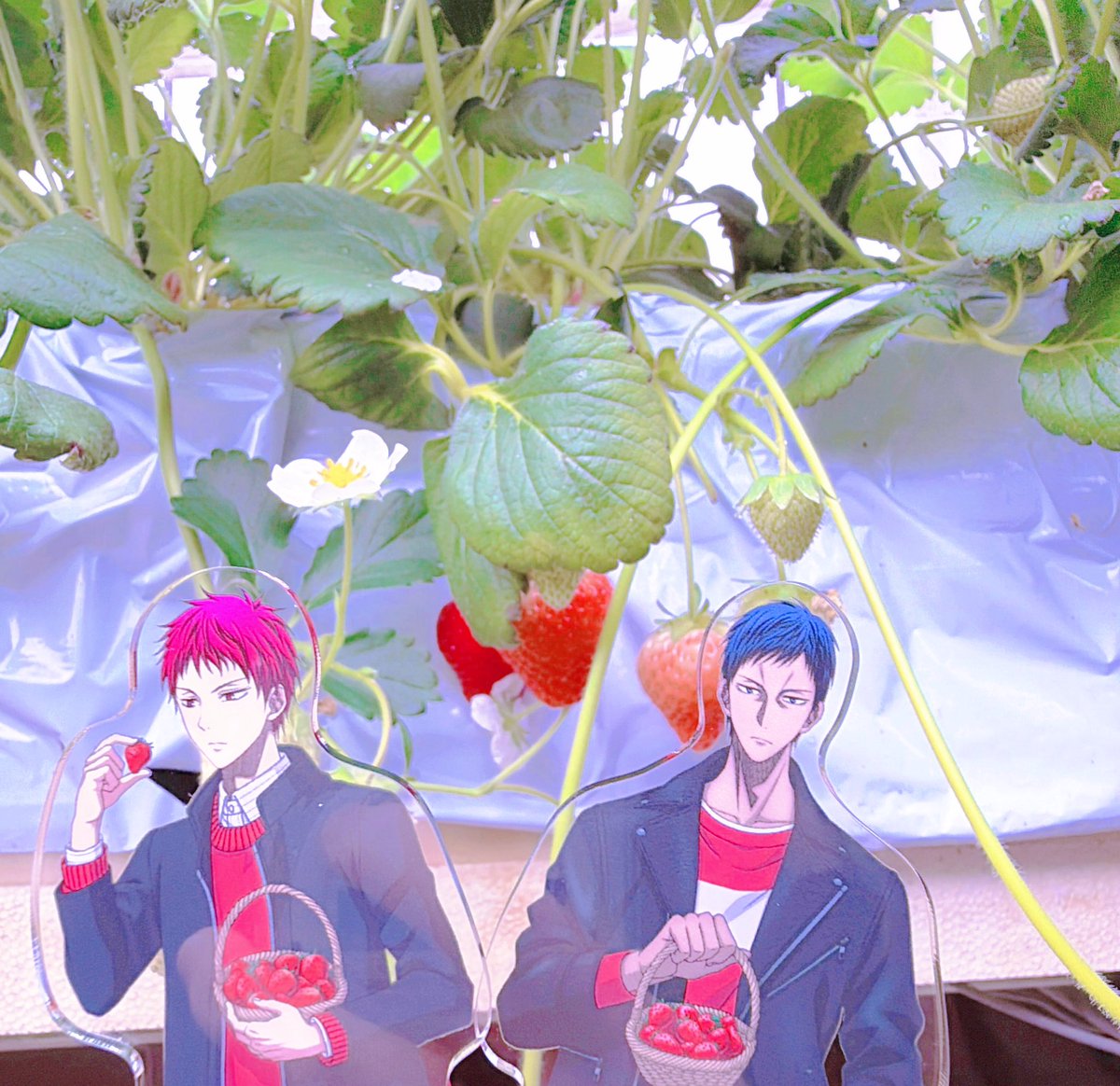 waboku_chan's tweet photo. こんなに楽しくなさそうないちご狩りがあるかよ https://t.co/g1c3JBhN8b