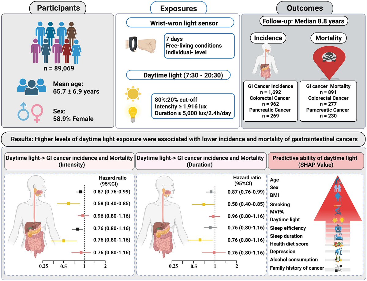 Higher daytime light (≥1916 lux) reduces:

• GI cancer risk by 13%
• GI cancer mortality by 24%
• Pancreatic cancer incidence by 42%
• Pancreatic cancer mortality by 53%

Light was a stronger predictor than sleep, diet, depression, or alcohol.
sciencedirect.com/science/articl…