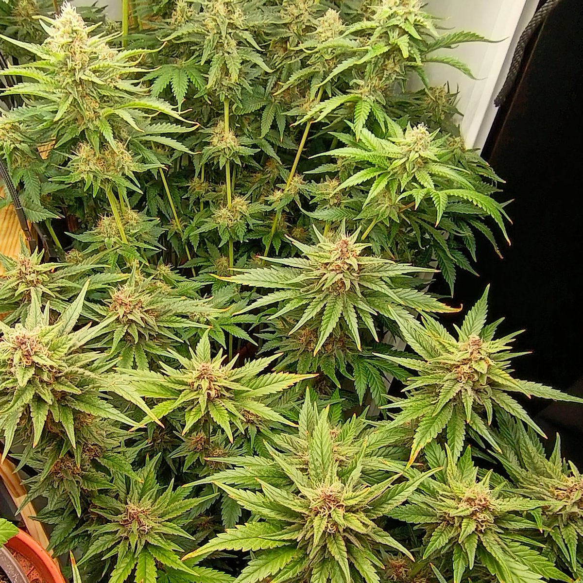 MySeeds tweet media