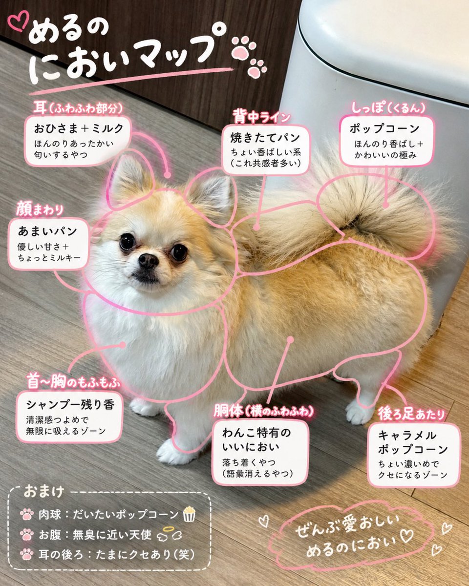 ポメチワ める🐾 tweet media