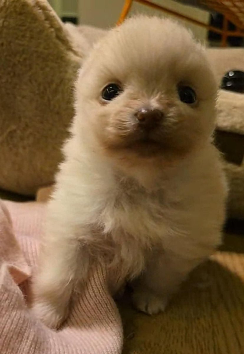 twaniimals's tweet photo. https://t.co/ZIjHJDJ9P9