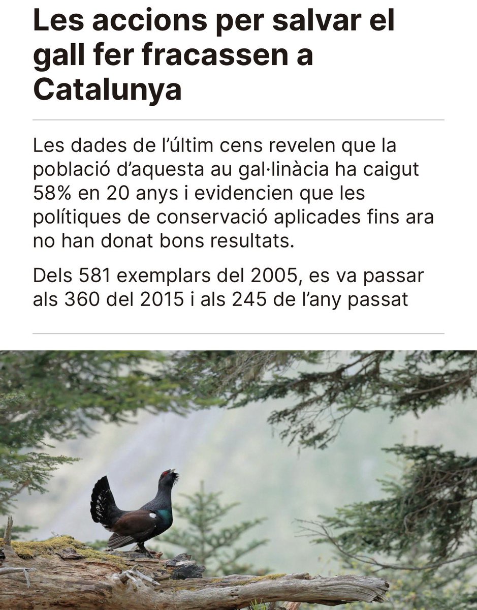 lionelpla's tweet photo. Tot li anava en contra: l’hàbitat, la pressió humana i, especialment, el desequilibri amb els depredadors (molts reintroduïts pel mateix departament). I el canvi climàtic va ser l’excusa del govern per justificar la seva inoperància. Una autèntica pena! Se’n va, amics. Se’n va. https://t.co/iBDXN6Ia4A
