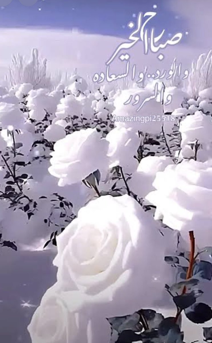 hayfa tweet media