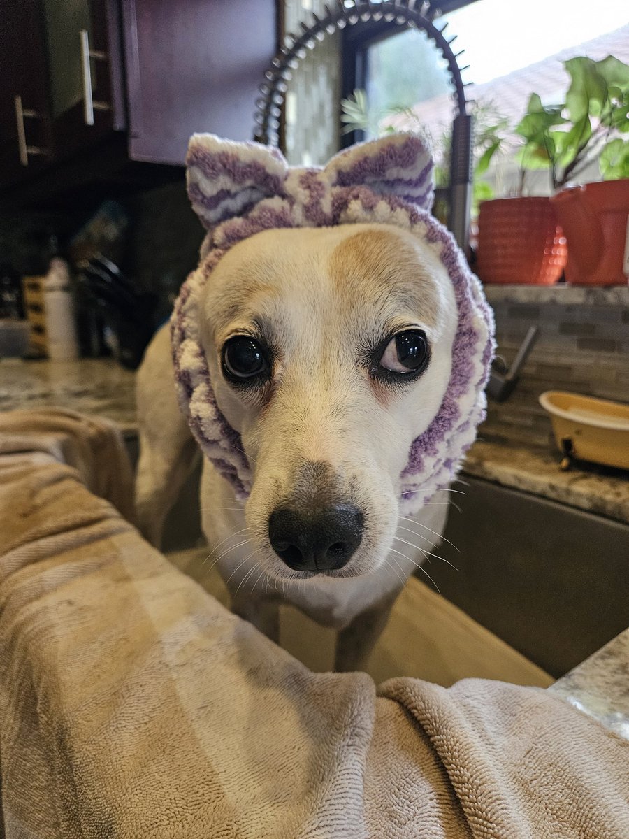 brianne1017's tweet photo. Luna had a bath today! Do you like her purple headband? It keeps her ears dry & the water off of her face! πππ
#HelloMyNameIsLuna https://t.co/4rbFQuNyI0