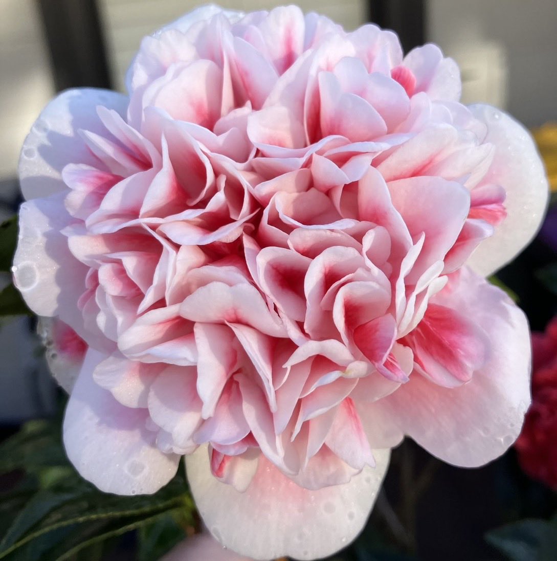 robynconnery1's tweet image. Good afternoon beautiful souls Everything is better, brighter, lovelier with a grateful heart #mindfulness #meditation
#kindness #gratitude #serenity #beauty #spirituality 
#flowers #peony #perennial #herbaceous