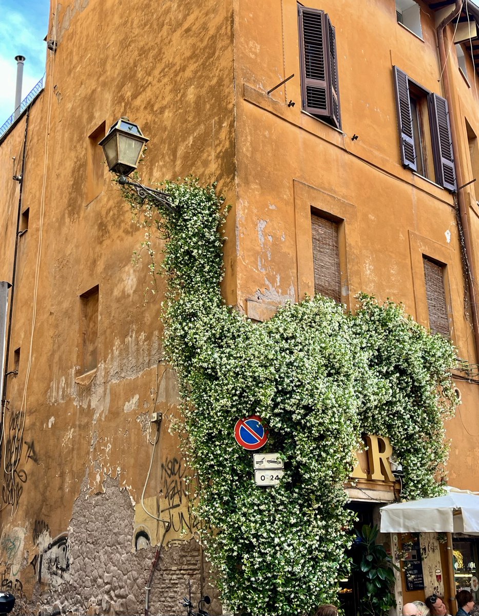 caputmundiHeidi's tweet image. Cascata di gelsomino stellato… 
Vicolo del Cinque

#Trastevere 

#Roma 🤍