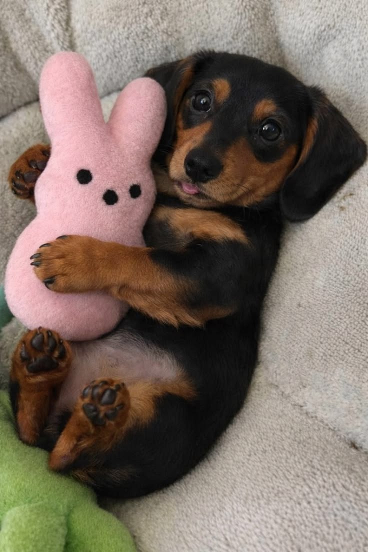 Doglover tweet media