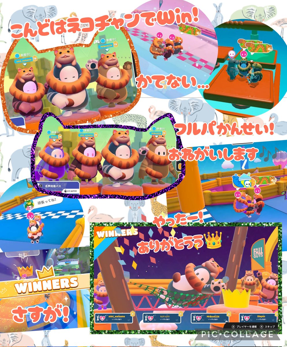 ちびつぶり🐨 tweet media