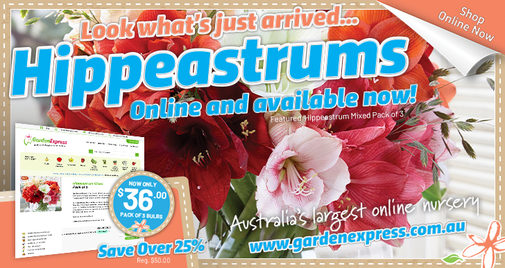 GardenExpress1's tweet photo. 🍍🌸 HUGE Pineapple Lily Bulbs SAVE 50% 🌸🍍 Bold, Architectural Flower Spikes - As seen on the Garden Gurus - Don't Miss Out! - https://t.co/1UPxo9mxeI https://t.co/lMRo5fd004