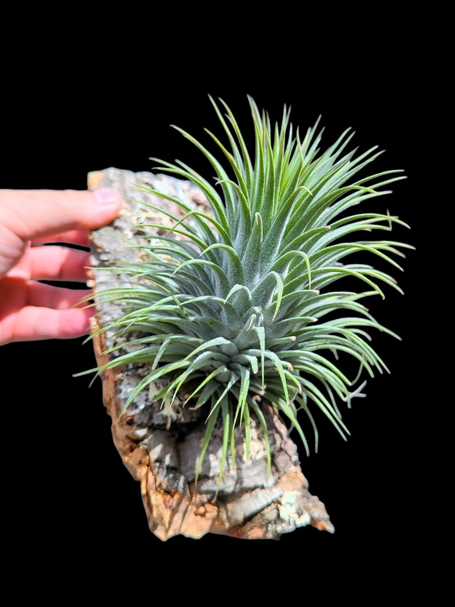 Tillandsia ionantha Snow ball 大きなスノーボール いろんな