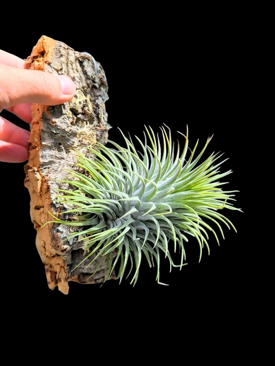 Tillandsia ionantha Snow ball 大きなスノーボール いろんな
