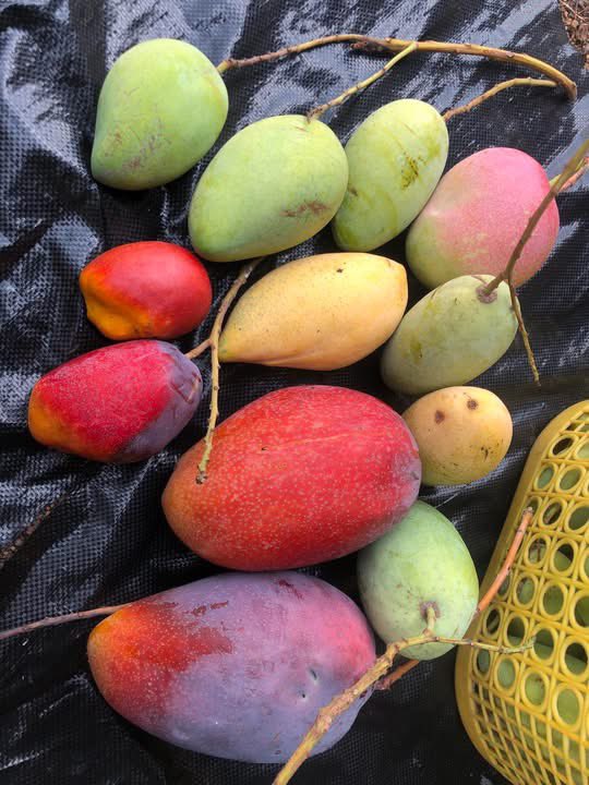 cambopedia's tweet image. #Mango season in #Cambodia 🥭