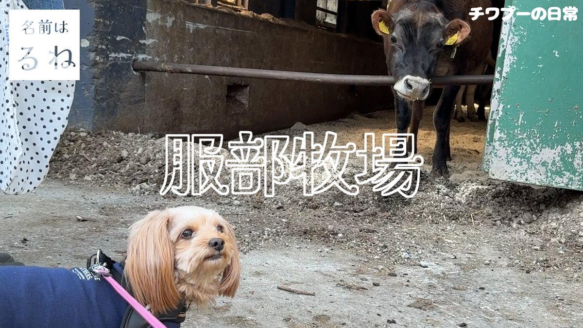 lune_0916's tweet photo. チャンネル登録お願いします！→【チワプー】犬と一緒に入れる牧場で動物と出会う【牧場】 https://t.co/Dj9WBPvrfC https://t.co/7JBRuroYFY
