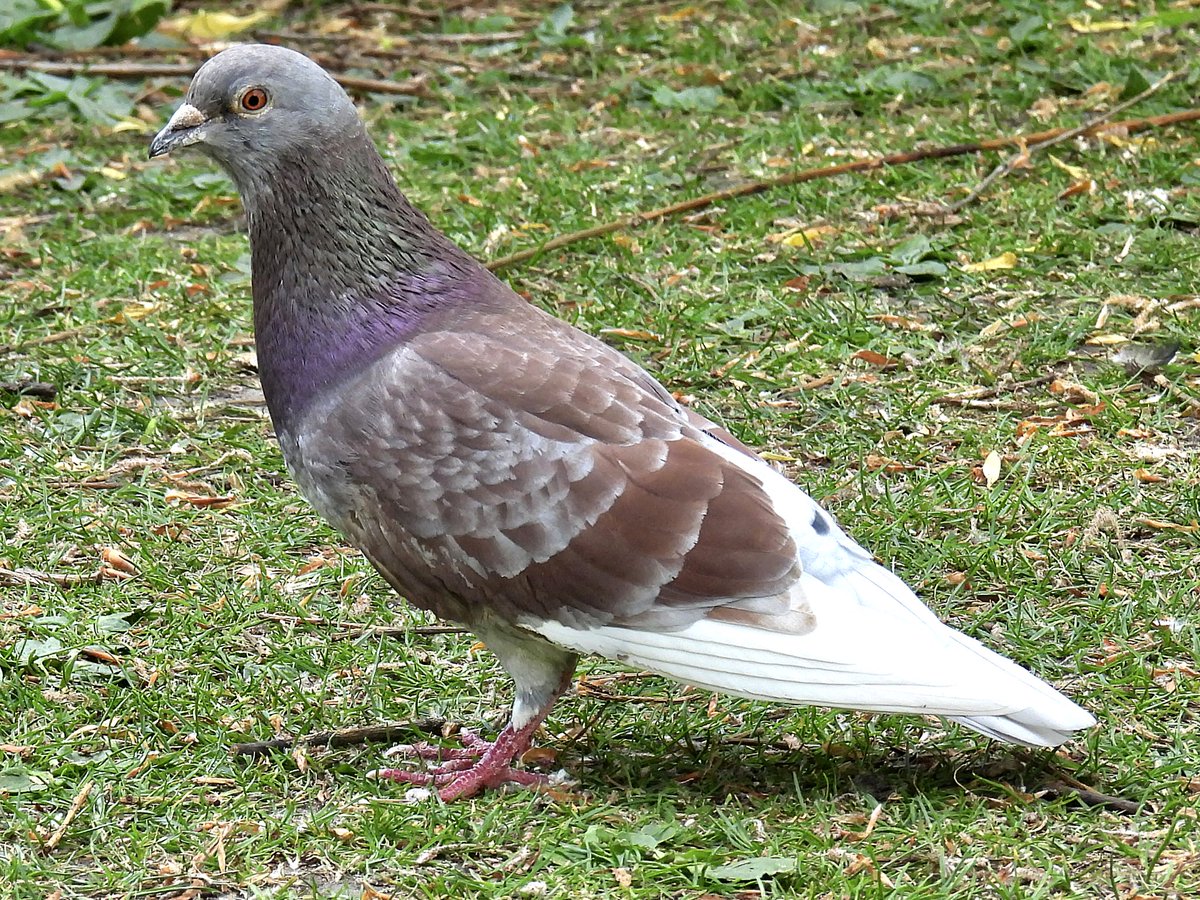 Palumbus_Pics's tweet image. Ash red pigeons #pigeon #birds #naturephotography