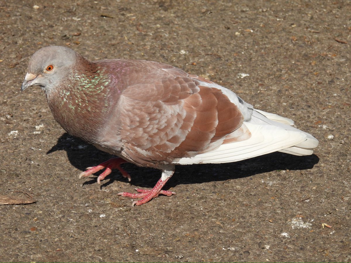 Palumbus_Pics's tweet image. Ash red pigeons #pigeon #birds #naturephotography