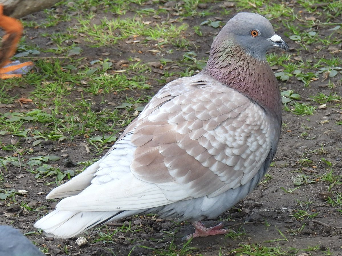 Palumbus_Pics's tweet image. Ash red pigeons #pigeon #birds #naturephotography