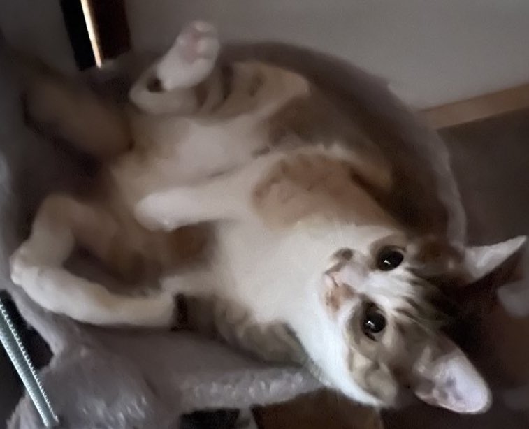 猫名言集　15

The cat does not merely experience contentment, he exudes it.
　「猫は満足を感じるだけではない。満足そのものを放っている」
ジェフリー・ムサイエフ・マッソン