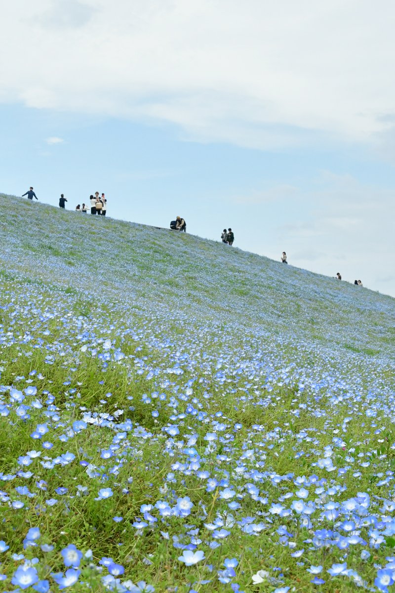 HitachiKaihin's tweet image. 本日のみはらしの丘 #ネモフィラ の様子です📸

「なごり花」となり、みはらしの丘は花の淡い青色と葉のやさしい緑が重なる様子を楽しめます☺️

また明日は、吹奏楽・マーチング「吹奏楽fes」を開催
吹奏楽演奏やマーチング演技などご覧いただけます🎺

#hitachiseasidepark #ひたち海浜公園