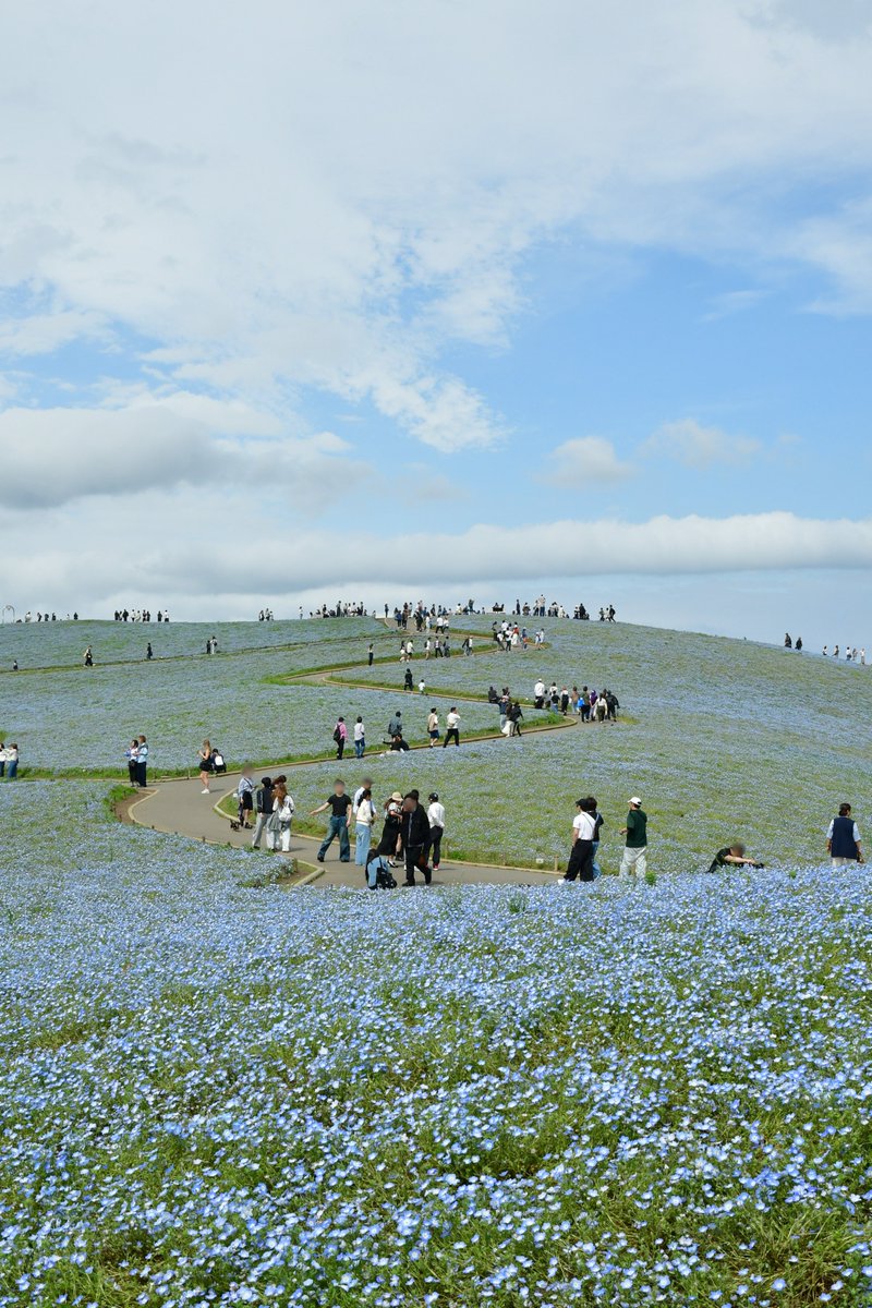 HitachiKaihin's tweet image. 本日のみはらしの丘 #ネモフィラ の様子です📸

「なごり花」となり、みはらしの丘は花の淡い青色と葉のやさしい緑が重なる様子を楽しめます☺️

また明日は、吹奏楽・マーチング「吹奏楽fes」を開催
吹奏楽演奏やマーチング演技などご覧いただけます🎺

#hitachiseasidepark #ひたち海浜公園