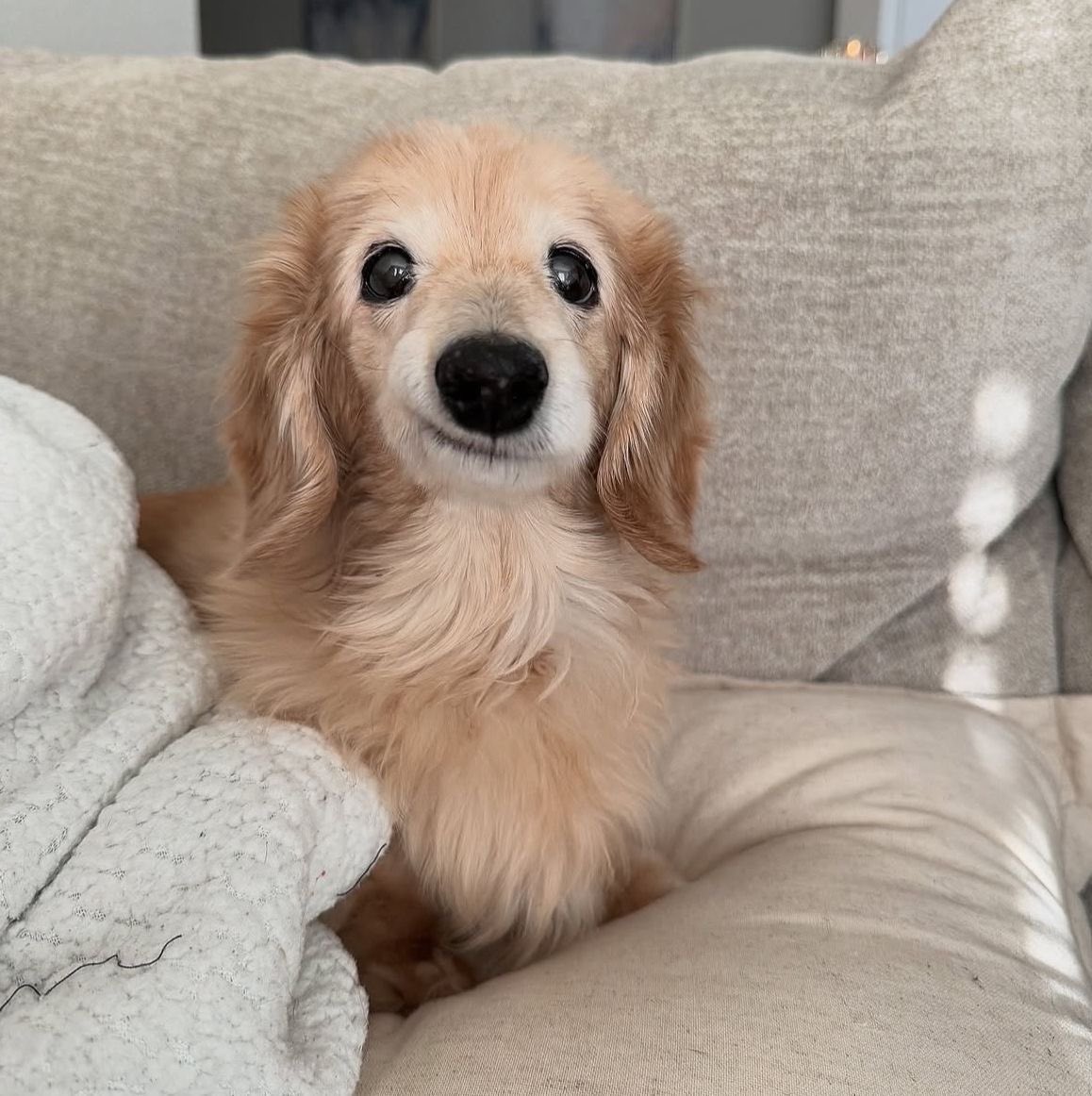 dog tweet media