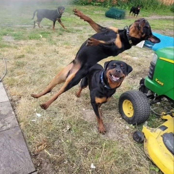 everything dogs 🐶 (@everythingdogss) on Twitter photo 