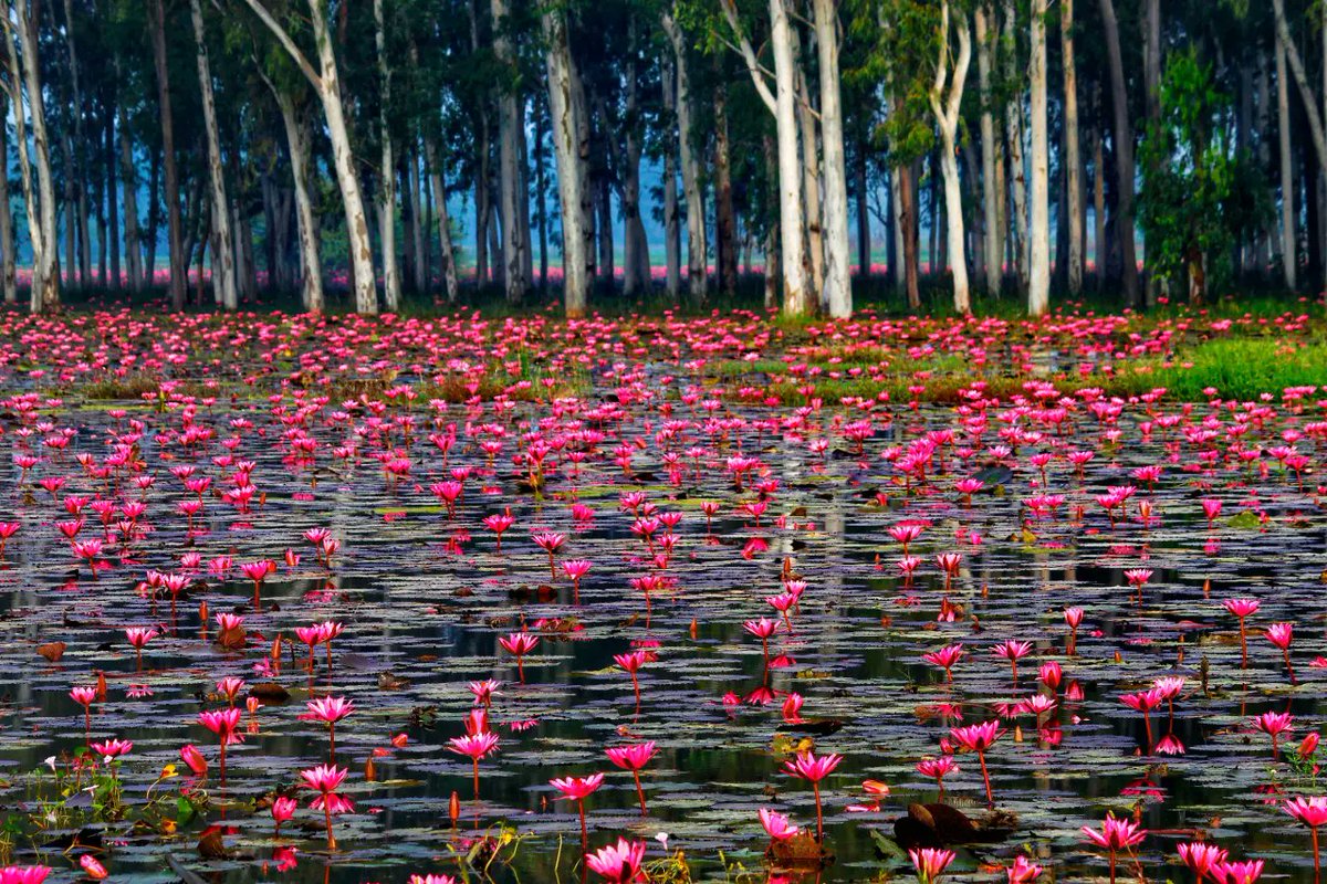 India Aesthetica tweet media