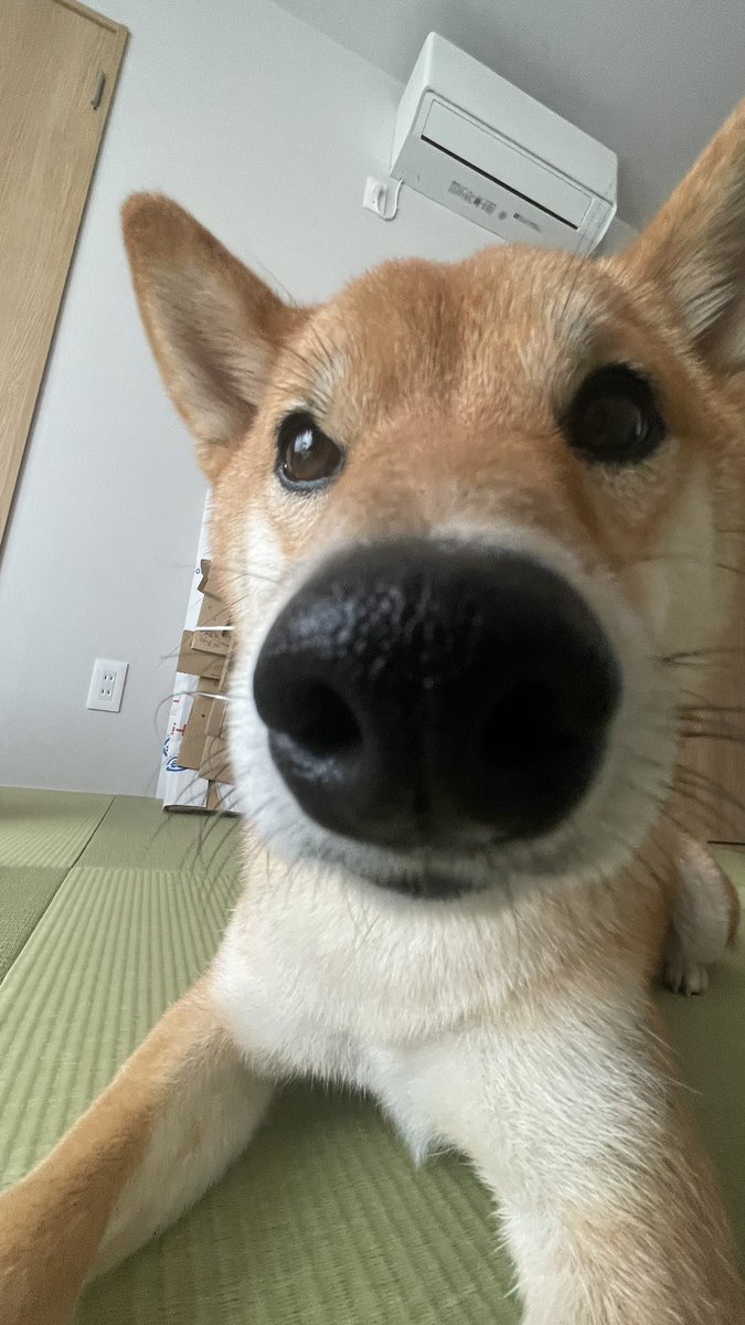 猫と紐 tweet media