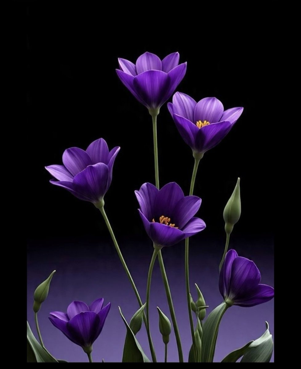 الإنسانةmaha tweet media