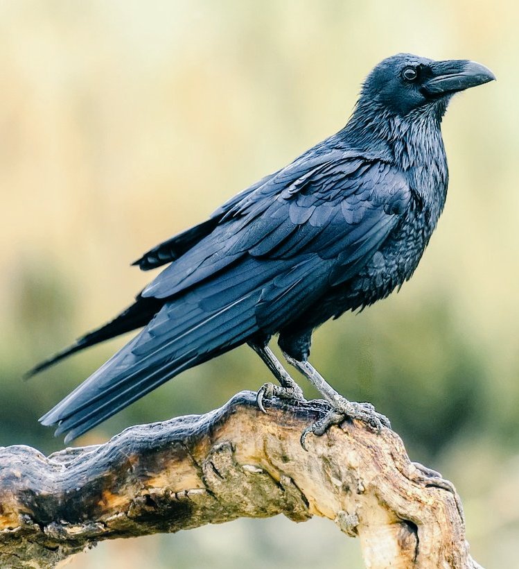 StephenGeoRae's tweet image. "To have a raven's knowledge" means, to have a Seer's supernatural powers. The raven is one of the oldest and wisest of birds.

Give a child it's first drink from the skull of a raven and it will gain powers of prophecy and wisdom.

#BirdDay #Scotland