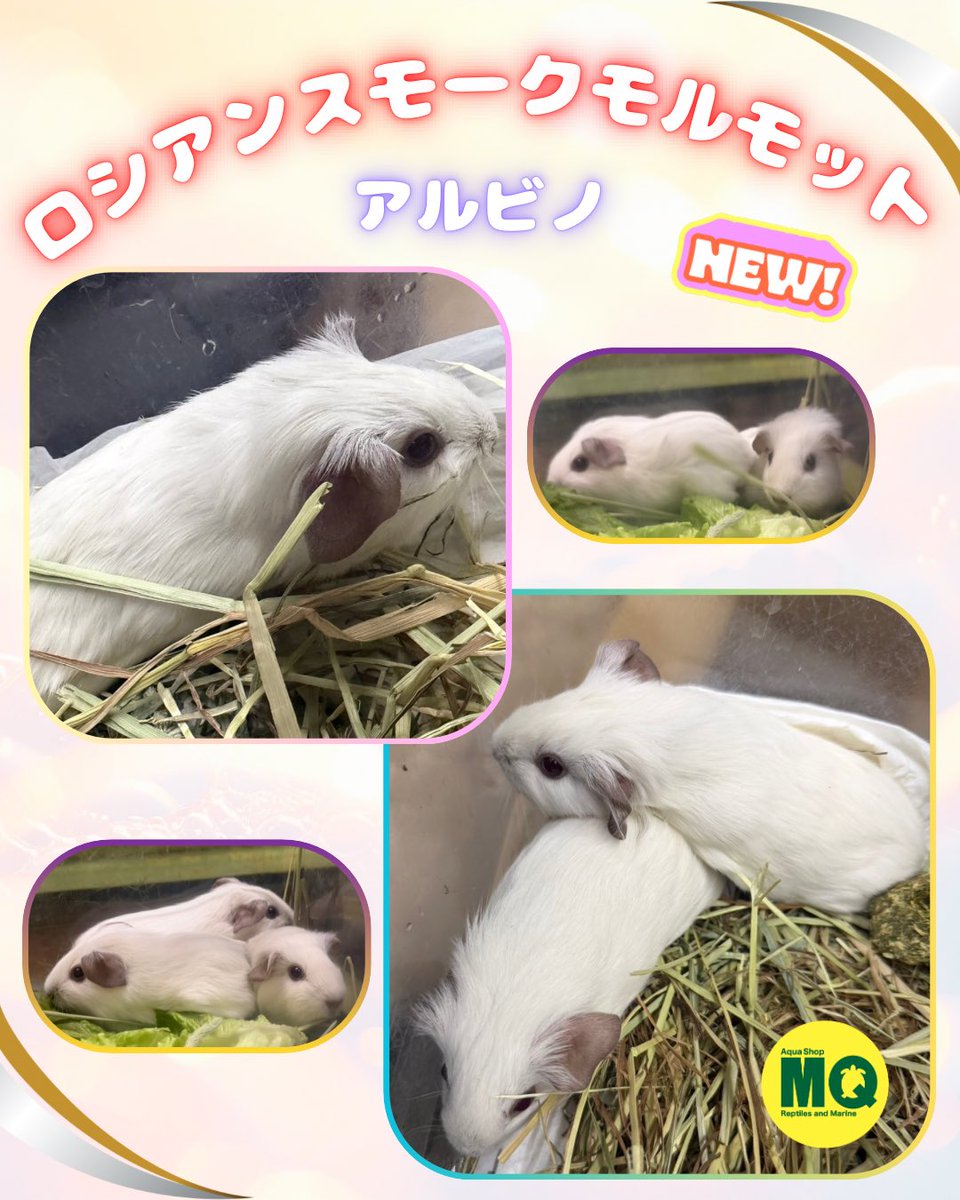 アクアショップMQ🐢4/25.26🎉ジャパンレプタイルズショーin東京出展✨ tweet media