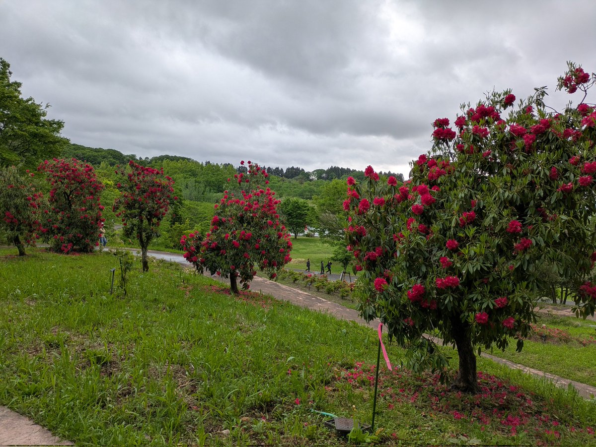 174lion's tweet photo. 新潟県立植物園で温室会館が今日無料で行ってきました
外も散歩してたらシャクヤクがたくさん咲いていました https://t.co/iS6iSz2wdc