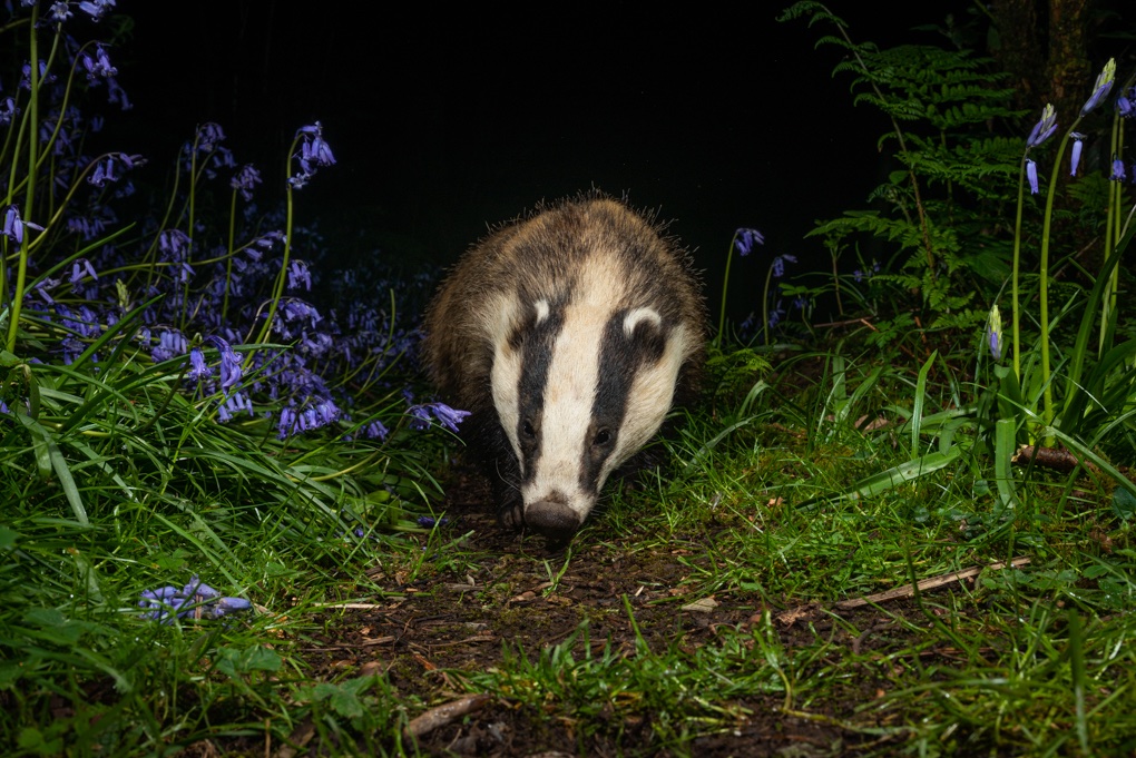 RichardBowler1's tweet image. Did you know after the Welsh elections Plaid and Reform could start culling badgers. That means night shooting, lamping, protests, millions in policing costs and ancient setts falling silent of badgers. 94% of Btb transmissions are cattle to cattle.