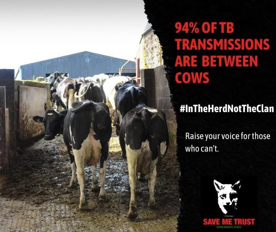 RichardBowler1's tweet image. Did you know after the Welsh elections Plaid and Reform could start culling badgers. That means night shooting, lamping, protests, millions in policing costs and ancient setts falling silent of badgers. 94% of Btb transmissions are cattle to cattle.