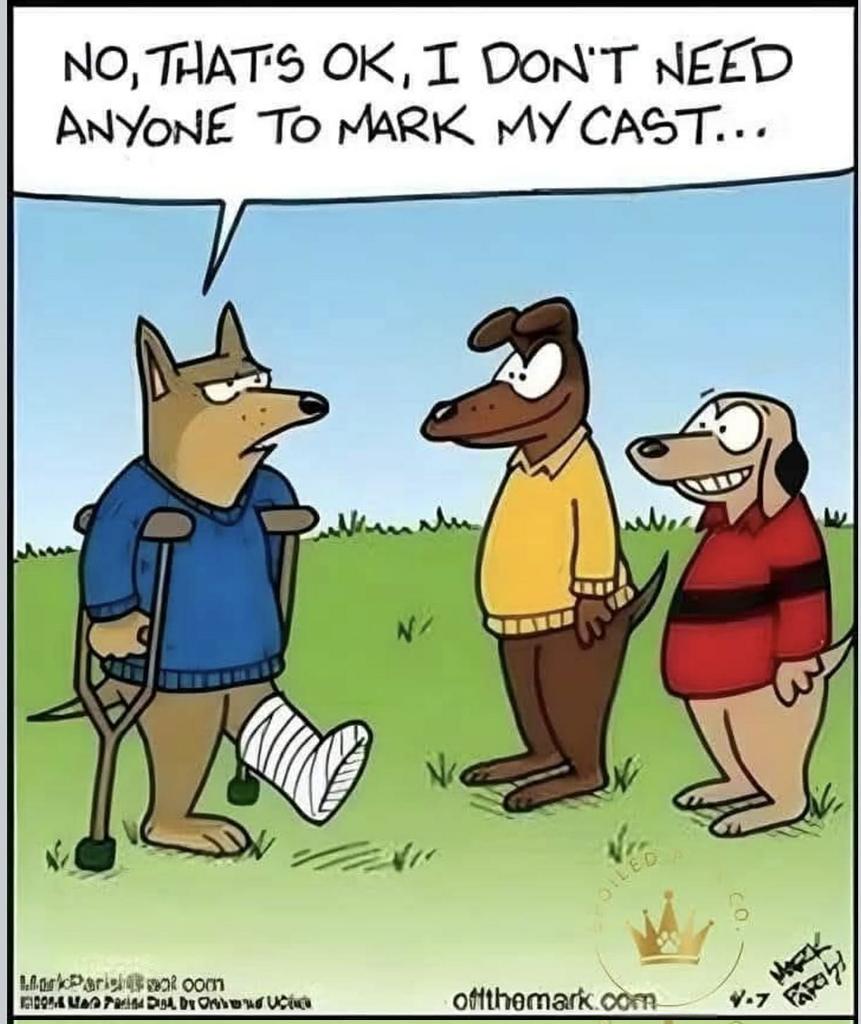 gsrescueelite's tweet image. #MondayMorning again but, it's a #BankHoliday 🎉 Have a great week everyone ❤️ 

#dogs #GermanShepherd #Monday #MondayMotivation #MondayMood