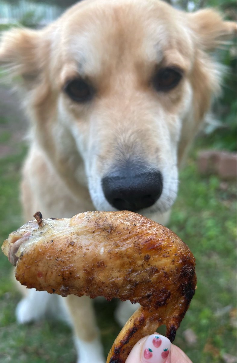 charosan222's tweet photo. 今日はお庭でBBQ🍖
チャロも焼きたての(冷ました)肉をモグモグ https://t.co/aXoDgjmnG7