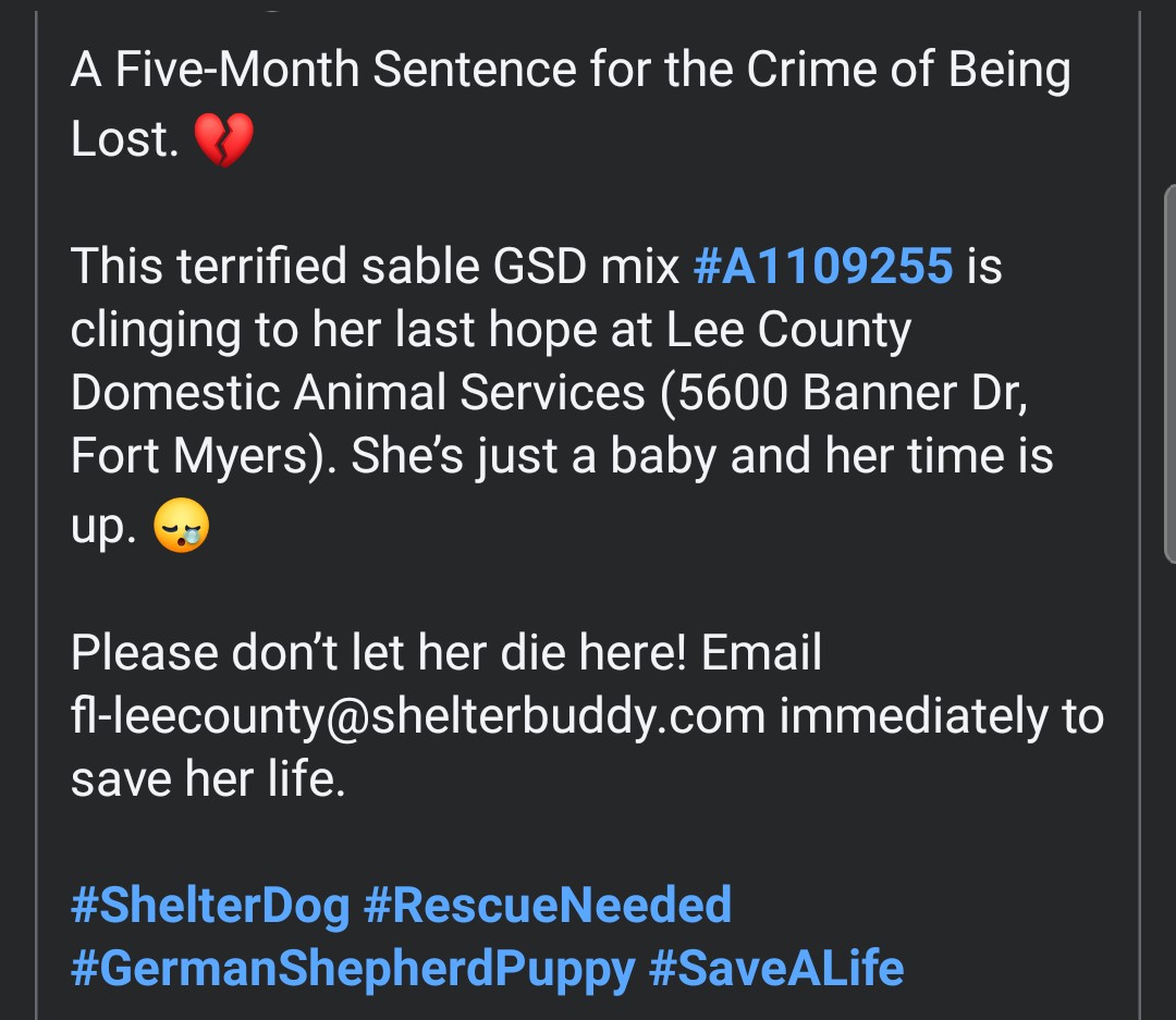 8415_n's tweet photo. #gsdpuppy 5mo.#A1109255
sentenced to die for being dumped.
Clings to anything that feels safe.
Save her #leecounty #ftmyersfl
Travesty can't be any more obvious:
Stop killing the abused, neglected & abandonedโผ
Instead, hold those accountable who abuse, neglect & dump the pups! https://t.co/7IGJmpYiCo