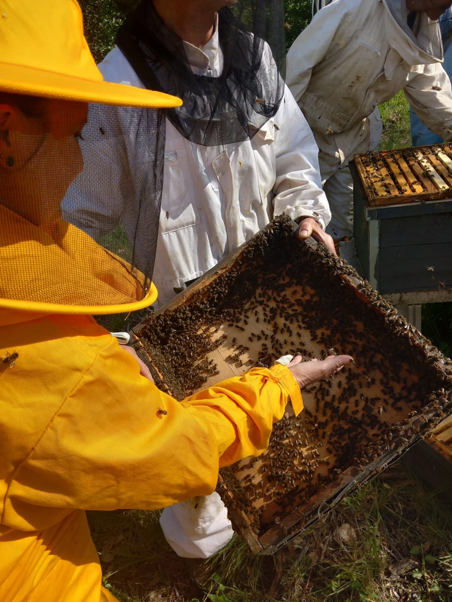 eapallars's tweet photo. 🐝La setmana passada vam celebrar el curs 'Cria de reines en #apicultura', i va ser tot un èxit! Vam treballar les tècniques per a la cria de reines des d’una vessant pràctica, amb l’objectiu que els participants les puguin incorporar al seu dia a dia a l’#apiari. #EAPallars https://t.co/8dsM3L3SYU