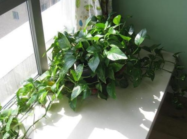queenloserfreak's tweet image. 3 Easy Tips for Thriving Houseplants!  1. Water only when top 2cm soil is dry (no overwatering!).  2. Rotate weekly for even sunlight.  3. Wipe leaves monthly to boost photosynthesis.  Your green friends will thank you!   #PlantCare #IndoorPlants