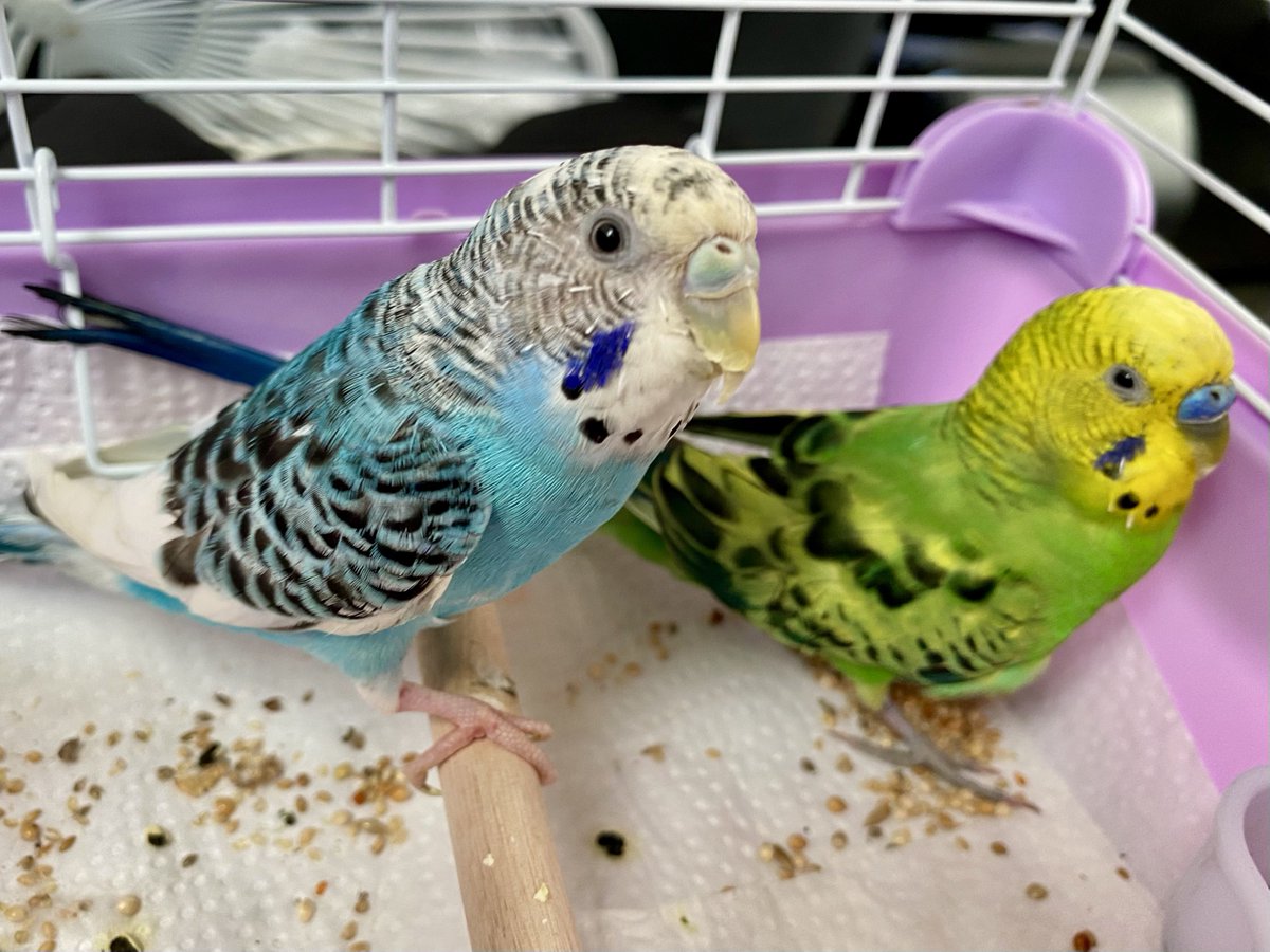るみな😼🐣🐈🕊️🦜ゆるっと〜！💜 tweet media