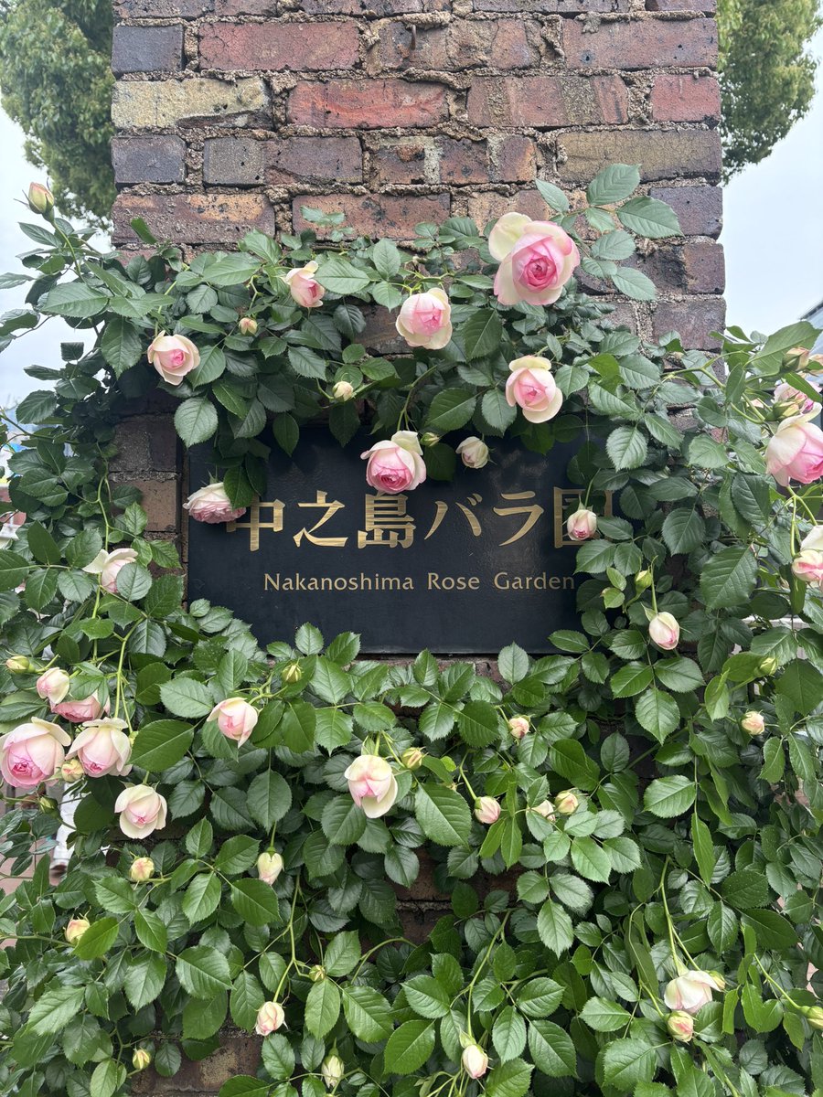 かめ tweet media