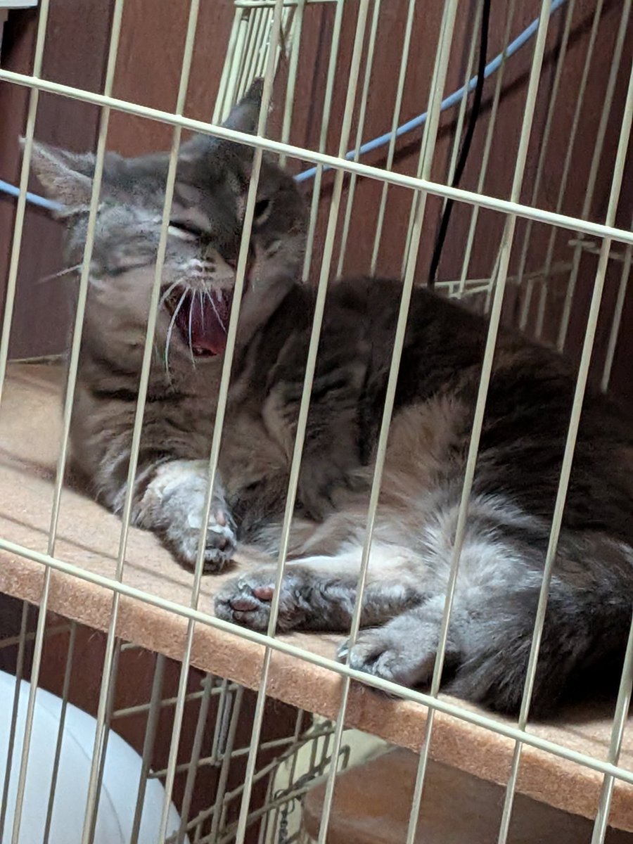 (ฅ^･ω･^)っ=猫ちゃん大好きaru ajihu tweet media