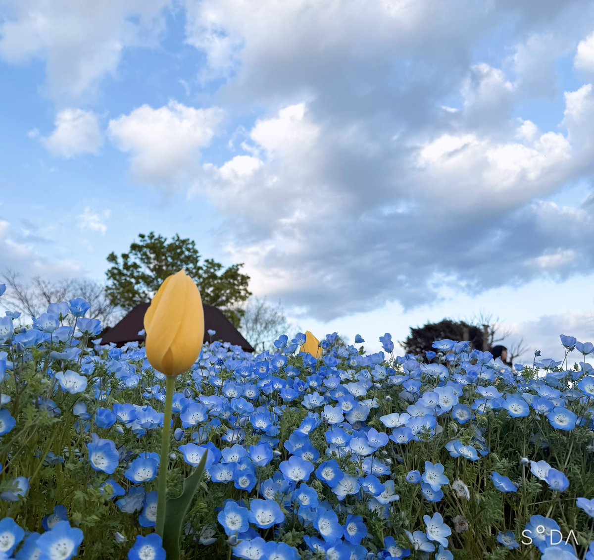 yuzucha10's tweet photo. @expo2027product 最近癒された瞬間は花博記念公園鶴見緑地のネモフィラとチューリップと風車のコラボです✨とってもキレイで癒されました💓横浜のGREEN✖️EXPOも絶対素敵なはずだからぜひ行きたいです💓よろしくお願いします✨ https://t.co/5Y1ICQ5gpA