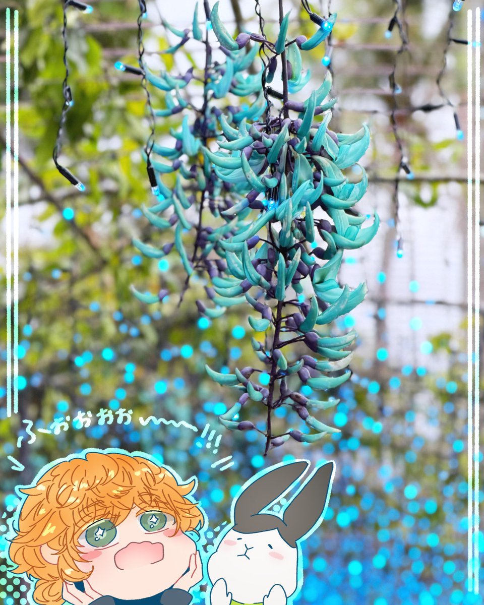 cooope_pan's tweet photo. @_your_bouquet_ 
ヒスイカズラ観てきた🩵 https://t.co/LtEioBHfeo