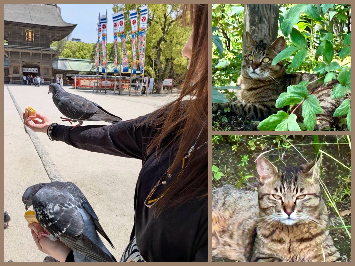 サトミ𐐪(•ө•)𐑂(ごりっぺゆう) tweet media